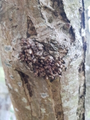 Neonectria ditissima