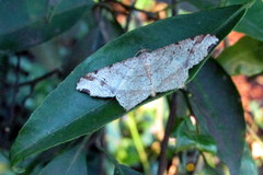 Lepidoptera