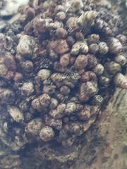 Neonectria ditissima