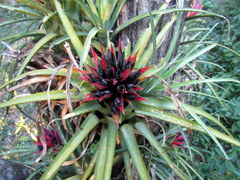 Aechmea recurvata