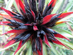 Aechmea recurvata