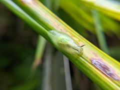 Gaeotis nigrolineata