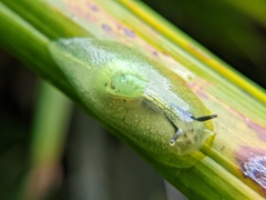 Gaeotis nigrolineata