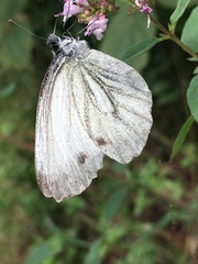 Pieris bryoniae