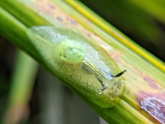 Gaeotis nigrolineata