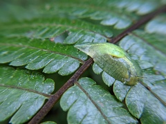 Gaeotis nigrolineata