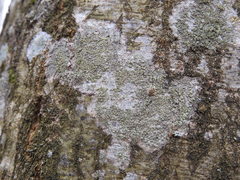 Buellia griseovirens