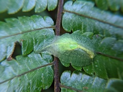 Gaeotis nigrolineata