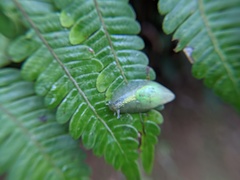 Gaeotis nigrolineata