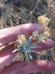 Ophiomyia atriplicis