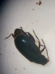 Phyllotreta pusilla