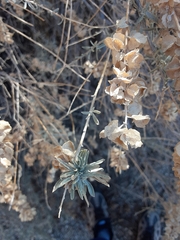 Ophiomyia atriplicis