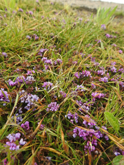 Trifolium burchellianum
