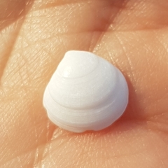 Gouldia minima