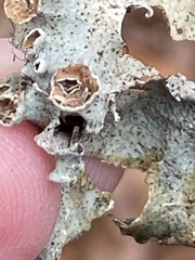 Parmotrema subrigidum