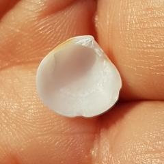 Gouldia minima