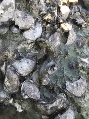 Parablennius sanguinolentus