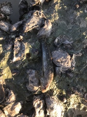 Parablennius sanguinolentus