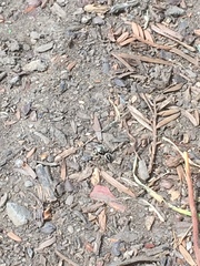 Salticidae