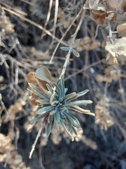 Ophiomyia atriplicis