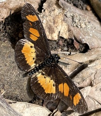 Acraea vumbui