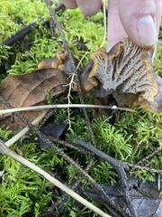 Craterellus atrocinereus