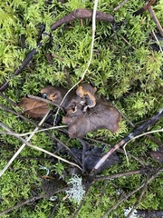 Craterellus atrocinereus