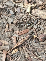 Salticidae