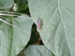 Opomyza germinationis