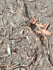 Salticidae