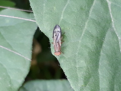 Opomyza germinationis
