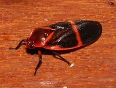 Maxantonia