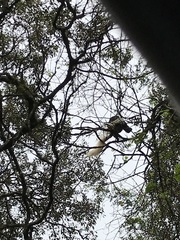 Colobus caudatus