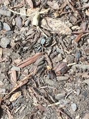 Salticidae