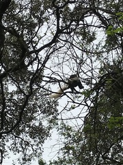 Colobus caudatus