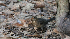 Turdus merula