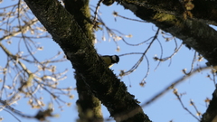 Parus major