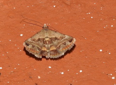 Acantholipes