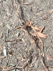Salticidae