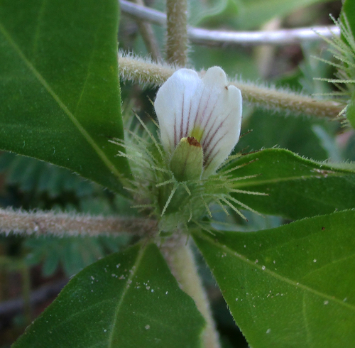 Blepharis maderaspatensis image