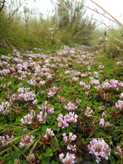 Trifolium burchellianum