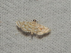 Elophila scitalis