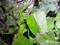 Chinavia marginata
