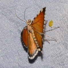 Stamnodes tessellata