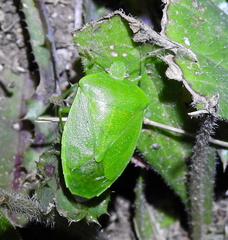 Chinavia marginata