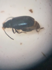 Phyllotreta pusilla