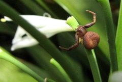 Thomisidae