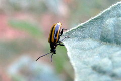 Insecta