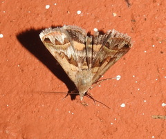Acantholipes