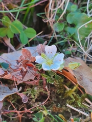 Potentilla montana
